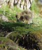 Filename=50020524_JT2U7221.jpg
Filesize=256KB
Dimensions=859x1024
Date added=Jun 09, 2005 50020524_JT2U7221.jpg